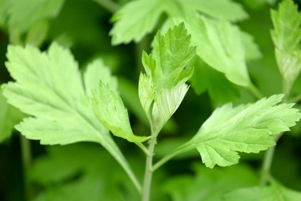 艾草已進入中小學(xué)教材《艾草：被遮蔽的苦澀》